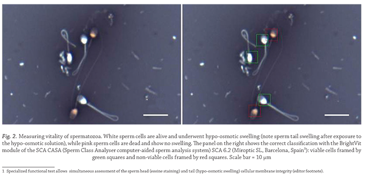 Fig. 2. Measuring vitality of spermatozoa